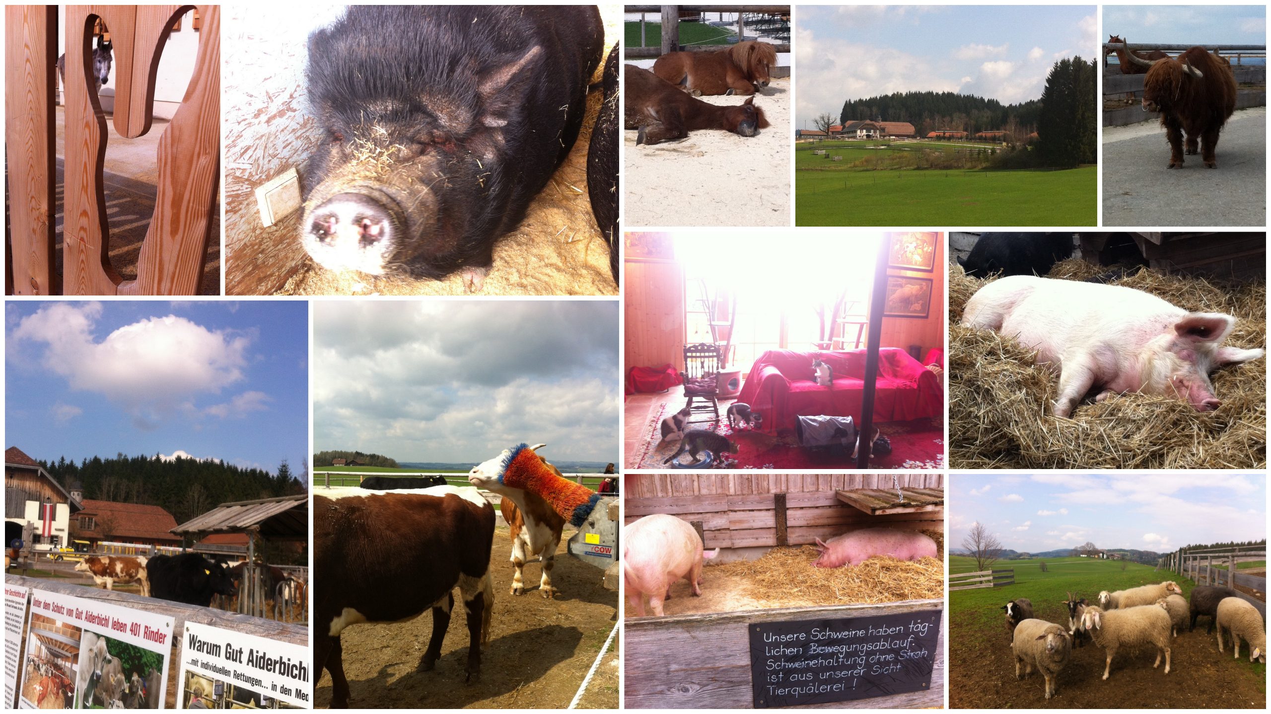Ein Besuch auf Gut Aiderbichl