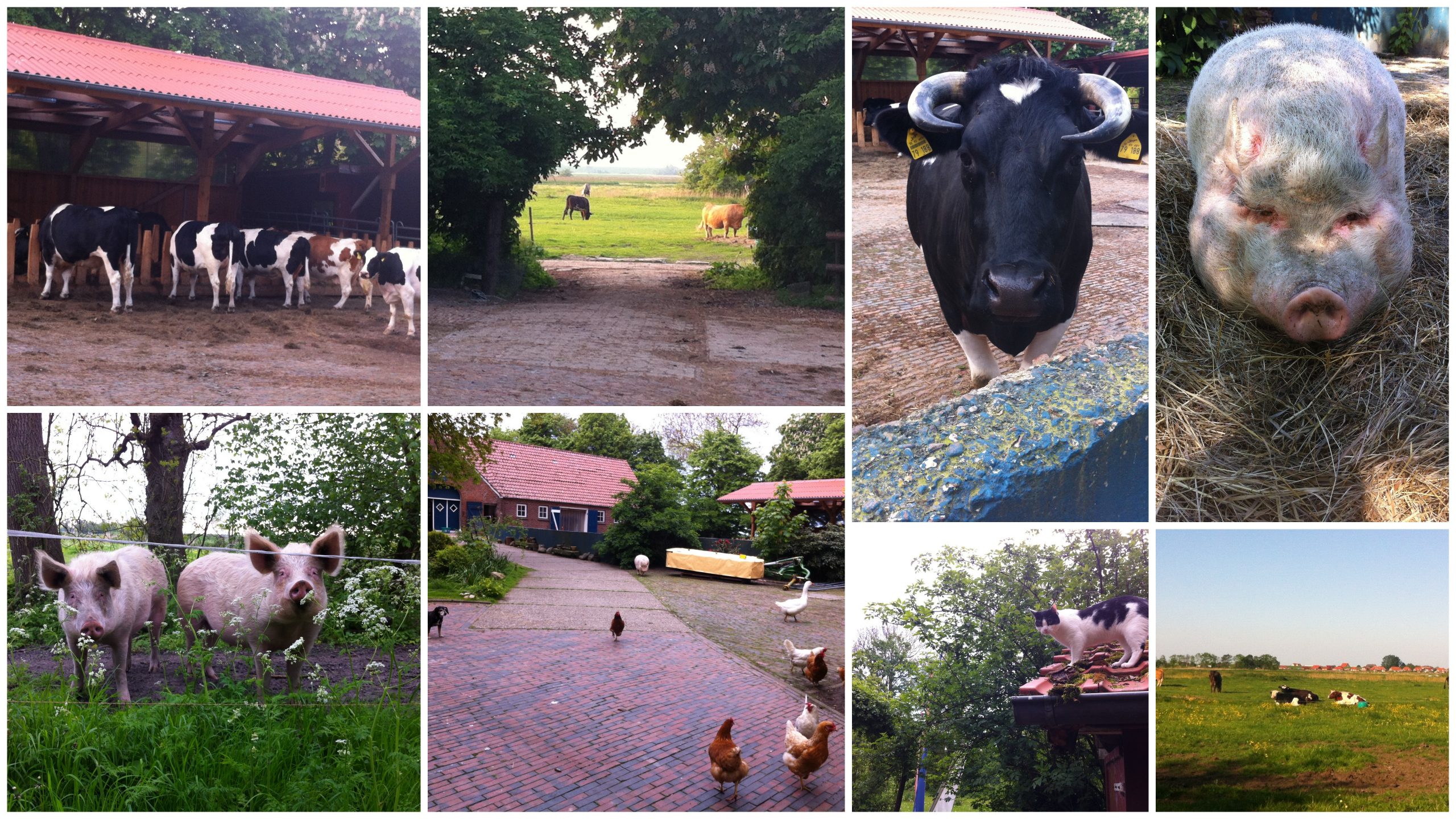 Urlaub auf Hof Butenland