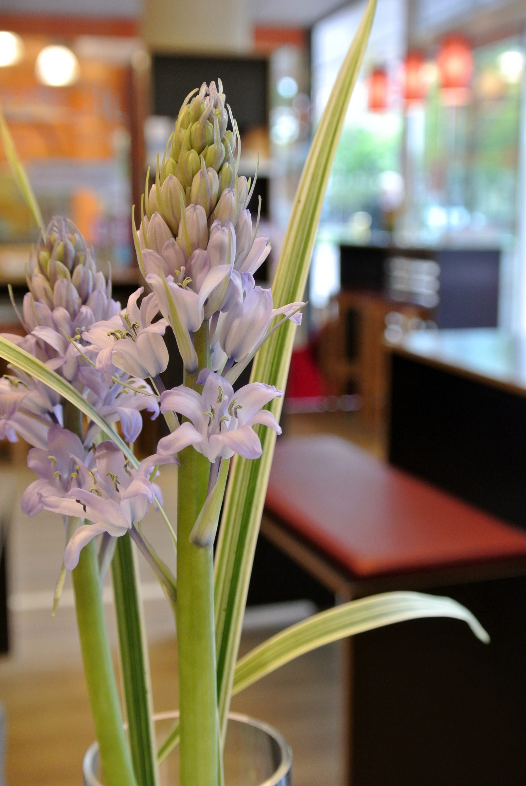 Biologisch&vegan genießen in Hannover – Der Muffin Mann