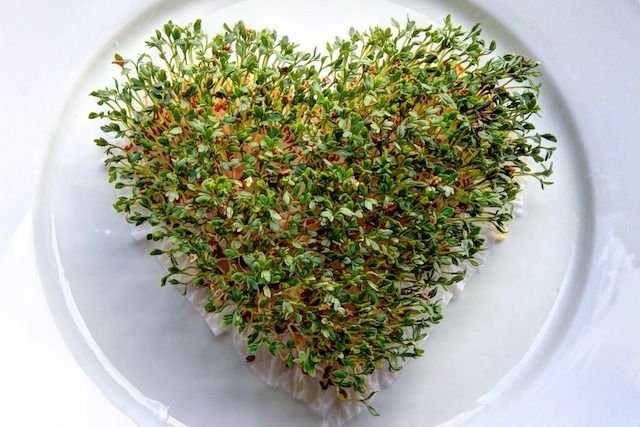 Vegan leben, anders denken