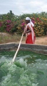 Superfoods: Spirulina von Grüne Alge