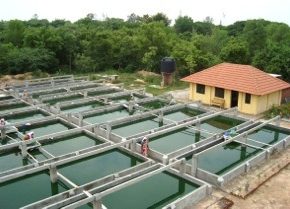 Superfoods: Spirulina von Grüne Alge