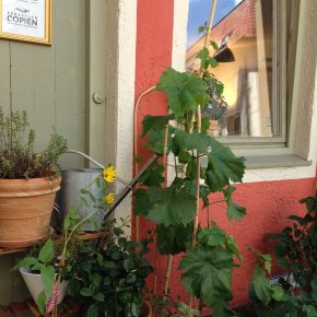 Kochen nach deiner Natur – mit Sebastian Copien in München