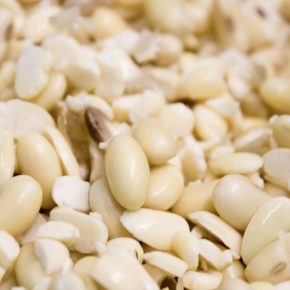 Tofu Tussis aus Berlin