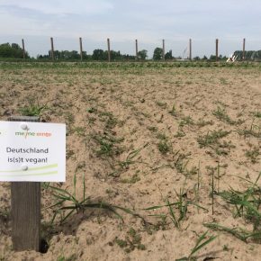 Selber Gemüse anbauen mit „Meine Ernte“