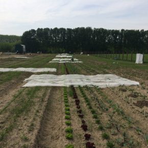 Selber Gemüse anbauen mit „Meine Ernte“