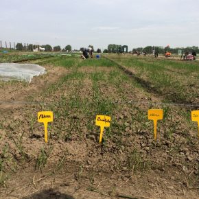 Selber Gemüse anbauen mit „Meine Ernte“