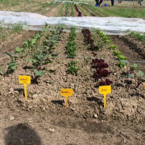 Selber Gemüse anbauen mit „Meine Ernte“