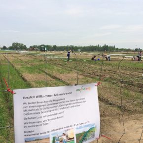 Selber Gemüse anbauen mit „Meine Ernte“