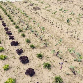 Selber Gemüse anbauen mit „Meine Ernte“