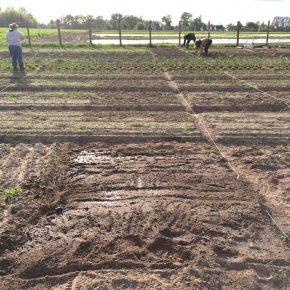 Selber Gemüse anbauen mit „Meine Ernte“