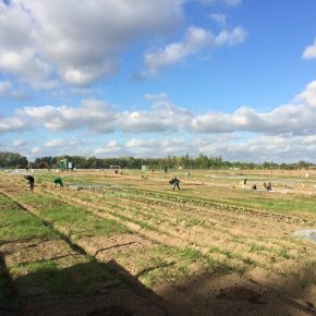 Selber Gemüse anbauen mit „Meine Ernte“