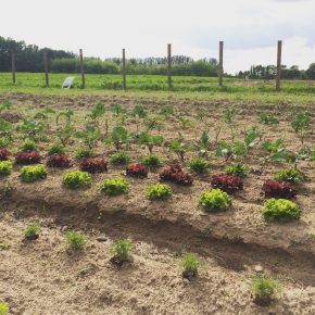 Selber Gemüse anbauen mit „Meine Ernte“