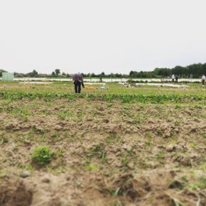 Selber Gemüse anbauen mit „Meine Ernte“