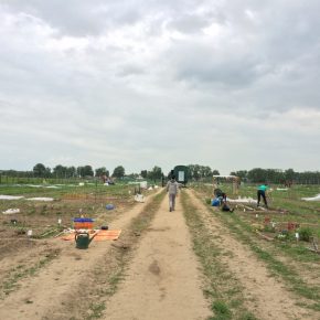 Selber Gemüse anbauen mit „Meine Ernte“