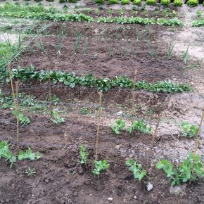 Selber Gemüse anbauen mit „Meine Ernte“