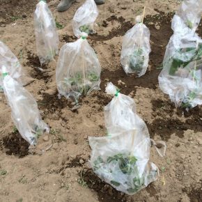 Selber Gemüse anbauen mit „Meine Ernte“