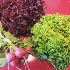 Selber Gemüse anbauen mit „Meine Ernte“