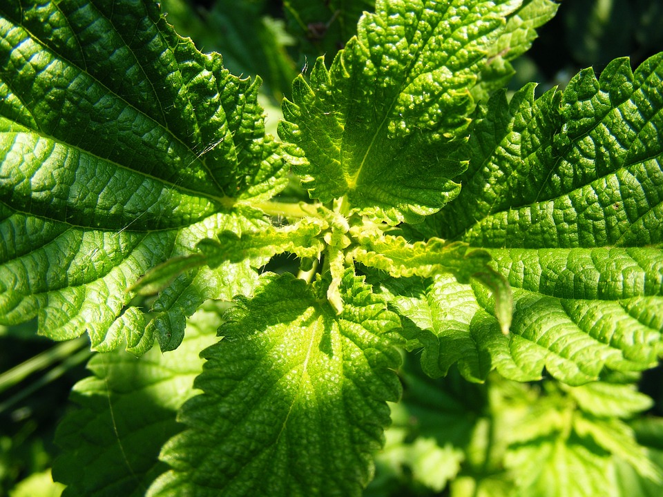 Heilkräuter 1×1: Brennnessel