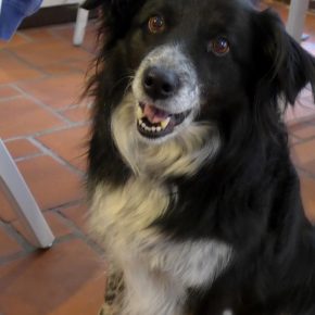 Molly & Alf – Flensburgs erstes veganes Café