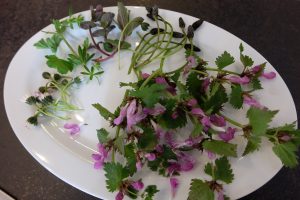 Vegan Reisen in Bad Tölz beim „Tölzer Veg“ + Gewinnspiel