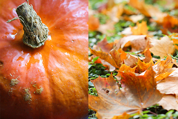 Herbstbild und Kürbis - die perfekte Kombination