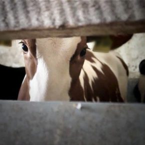 Film-Tipp „Im Namen der Tiere“ + Gewinnspiel