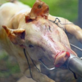 Film-Tipp „Im Namen der Tiere“ + Gewinnspiel