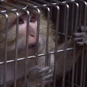 Film-Tipp „Im Namen der Tiere“ + Gewinnspiel