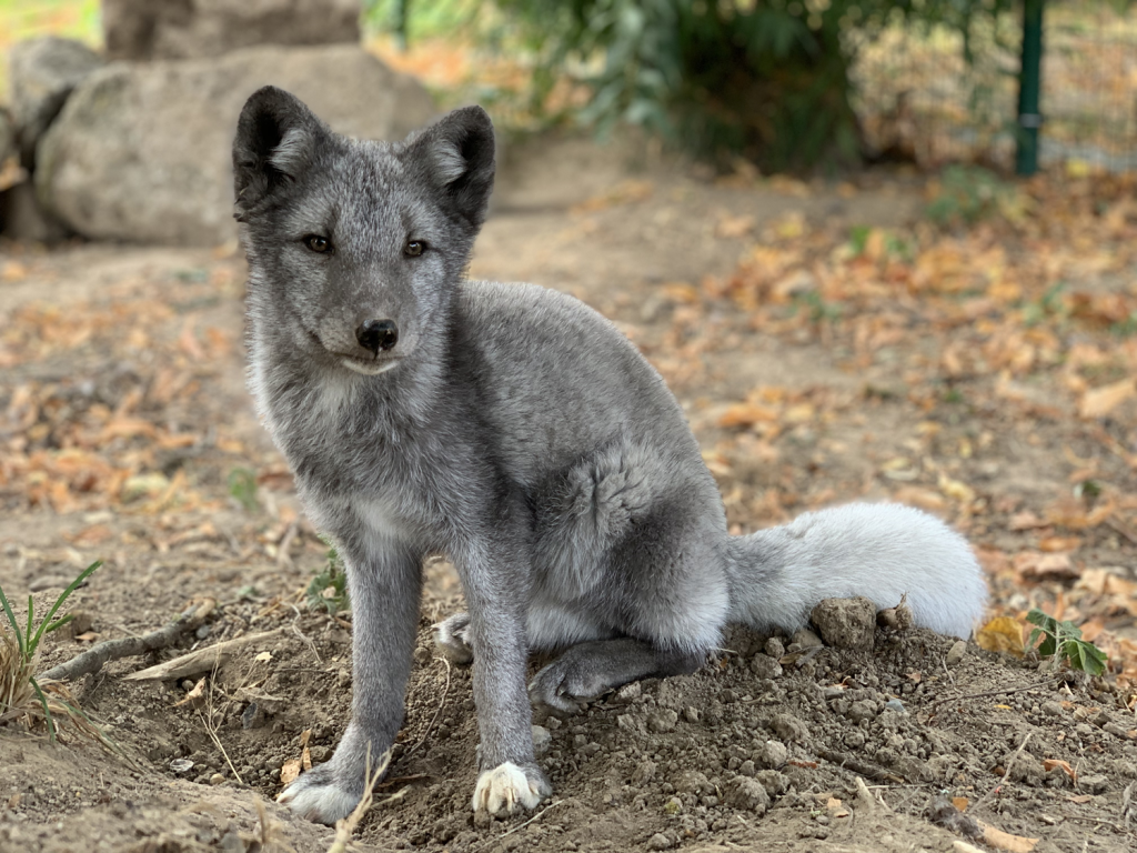 Die Polarfüchsin Mascha