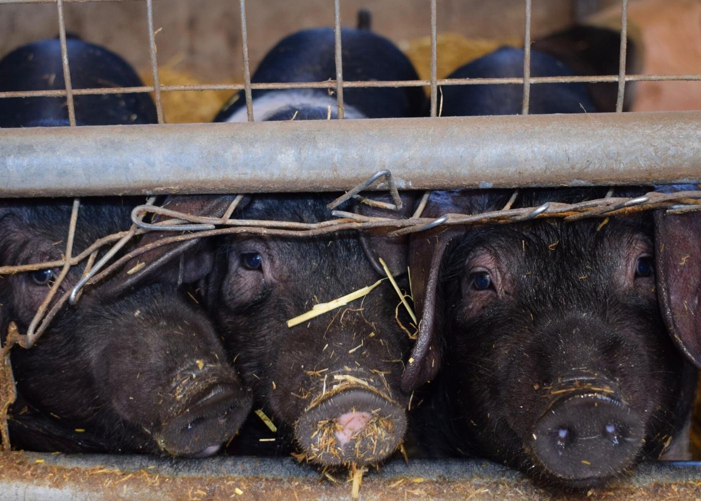 Massentierhaltung_Schweinezucht