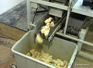 Massentierhaltung_Kükenschreddern_peta_karremann