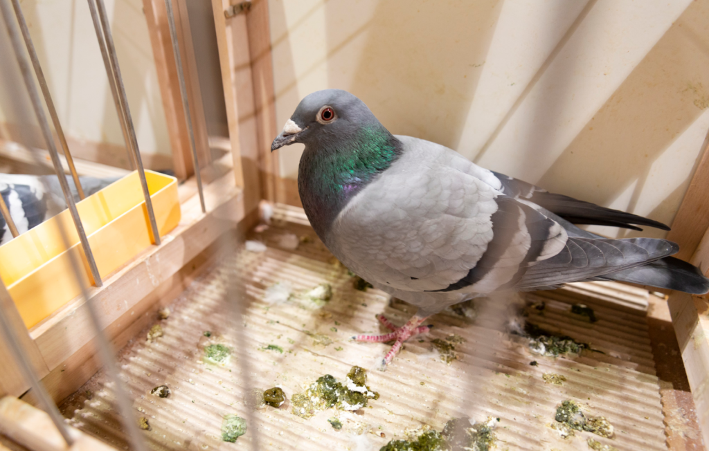 Brieftaubenmesse Tierretter