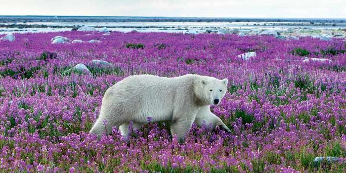 Eisbär in Kanada Tierrettung WWF