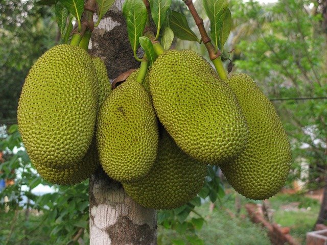 Jackfruit am Baum pixabay