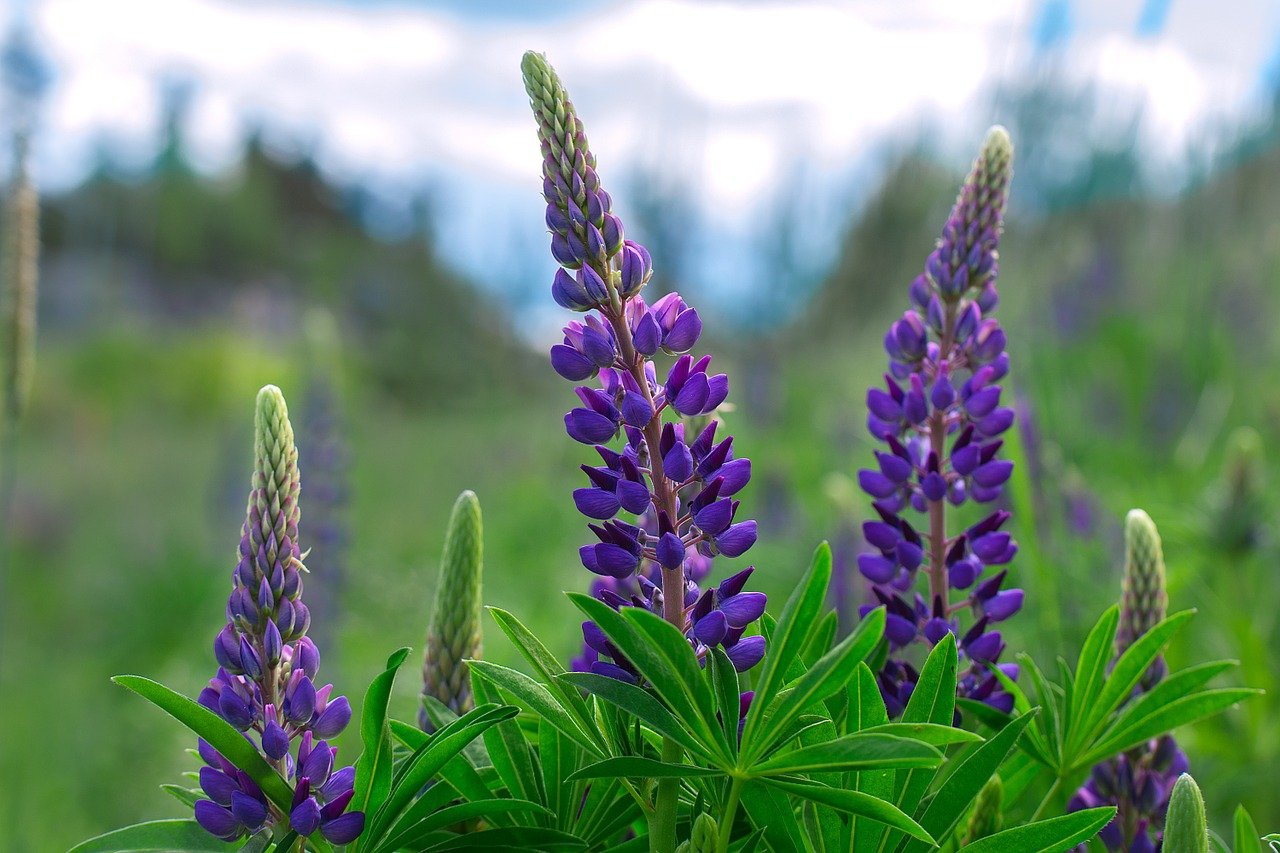 lupine_hülsenfrucht