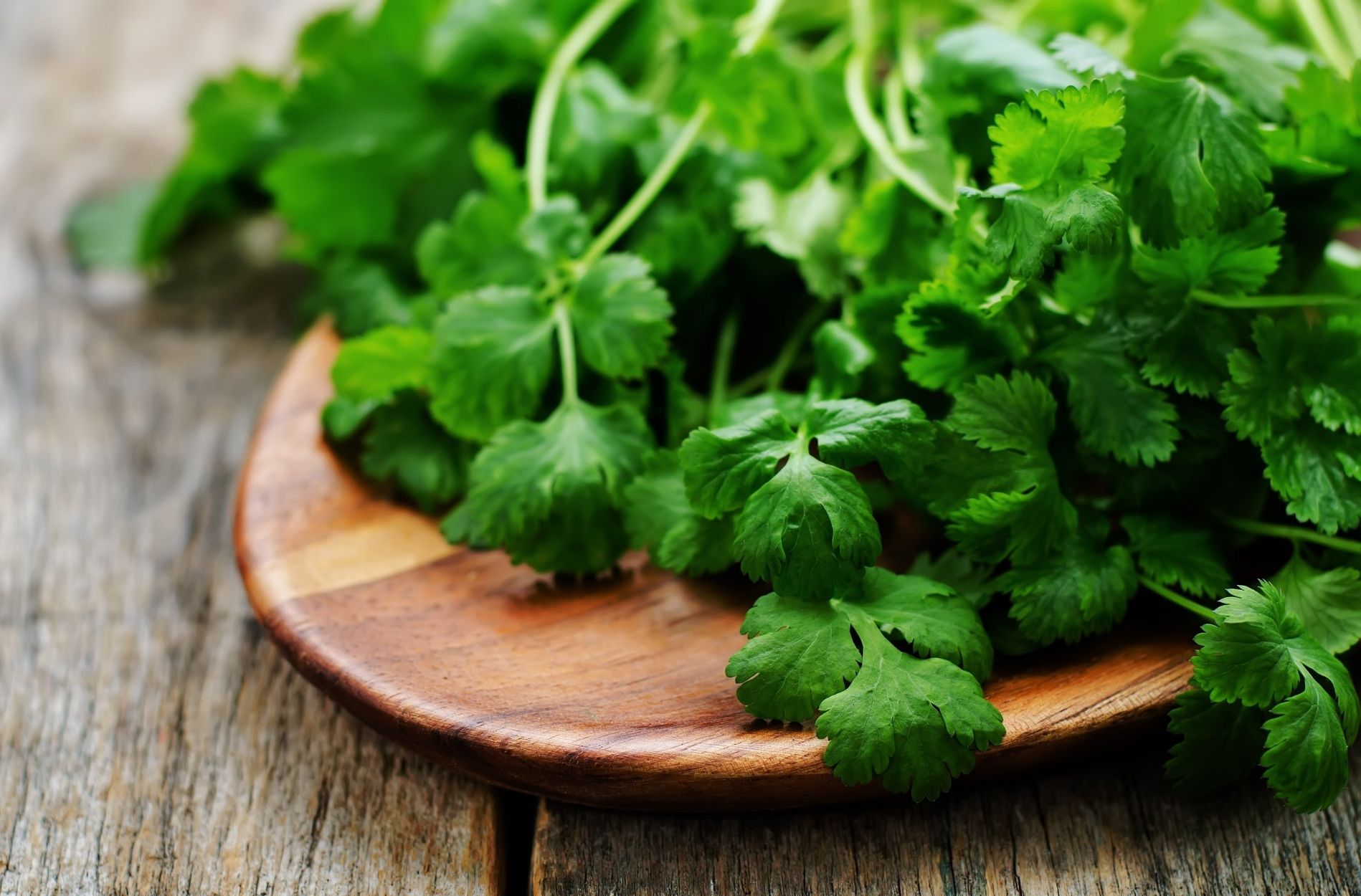 Warenkunde_vegan_koriander