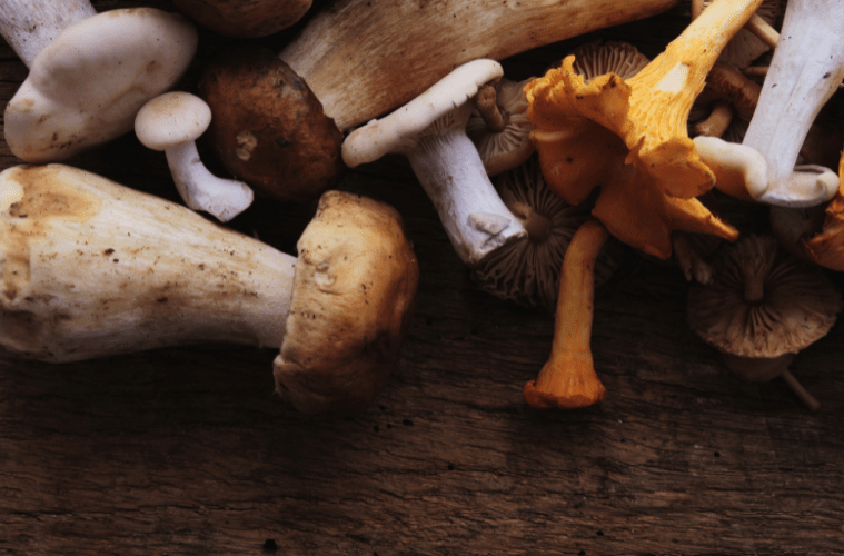 Pilze vegane Warenkunde