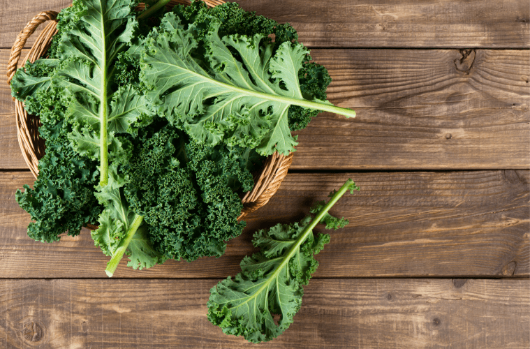 Spinat vegane Warenkunde