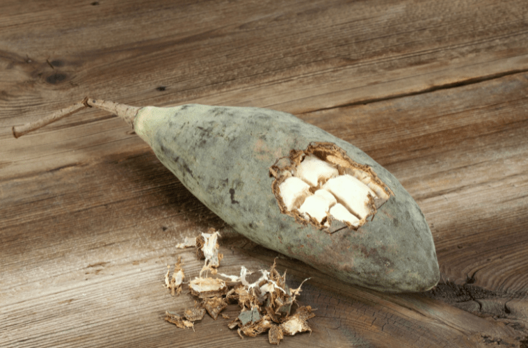 Baobab vegane Warenkunde