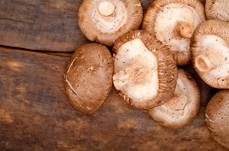 Shiitake-Pilze vegane Warenkunde