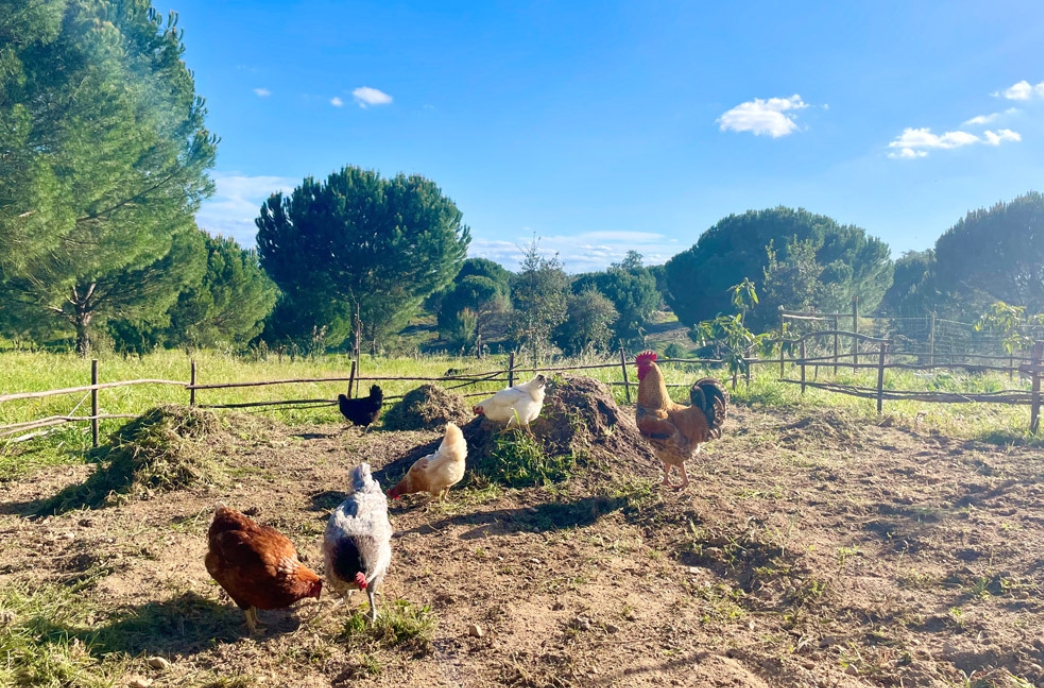 Lebenshof Portugal Kukus Garden e.V. – ein Ort des Friedens für alle Lebewesen