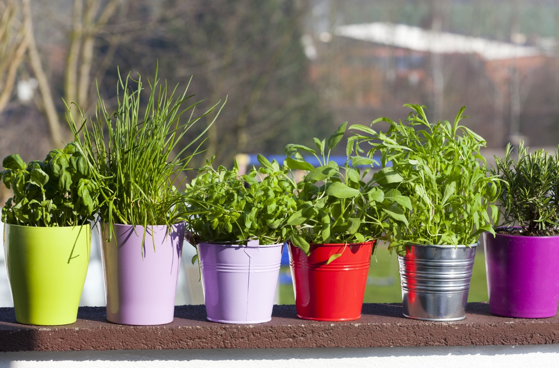 Kräuter für den Balkon: Tipps für eine duftende Oase