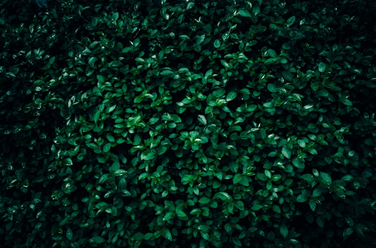 Biodiversität im Garten: Warum Hecken so wichtig sind